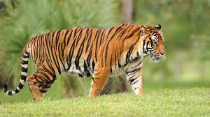 Cow killed in tiger attack Gonikoppal 